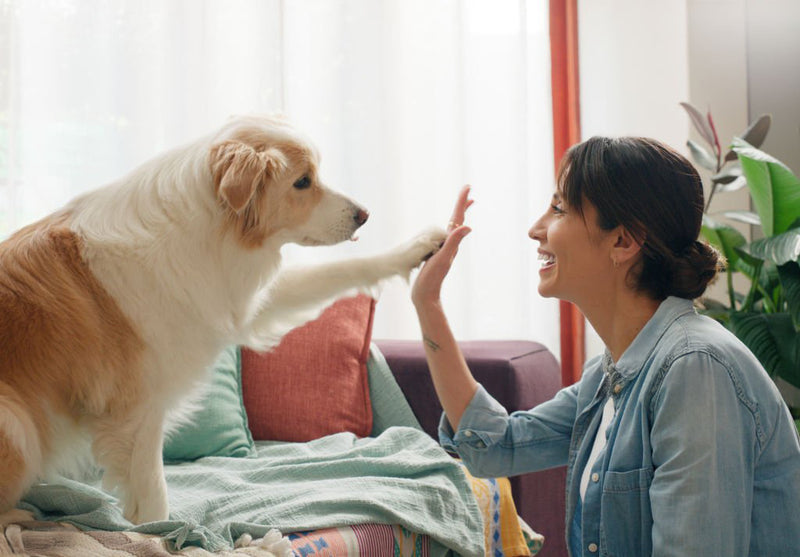 Sé un tutor responsable de mascotas con EBO AIR