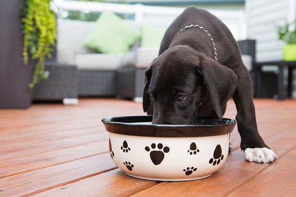 ¿Cuándo dar de comer a un perro?